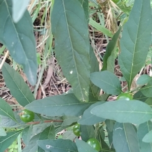 Solanum pseudocapsicum at Fadden, ACT - 14 Feb 2023
