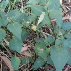 Solanum nigrum (Black Nightshade) at Fadden, ACT - 14 Feb 2023 by KumikoCallaway