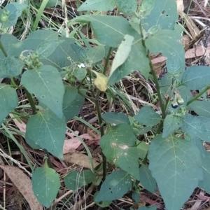 Solanum nigrum at Fadden, ACT - 14 Feb 2023