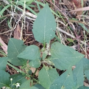 Solanum nigrum at Fadden, ACT - 14 Feb 2023