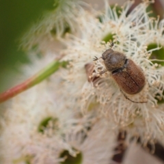 Unidentified Scarab beetle (Scarabaeidae) (TBC) at Murrumbateman, NSW - 14 Feb 2023 by SimoneC