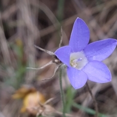 Wahlenbergia sp. (Bluebell) at Wanniassa Hill - 16 Feb 2023 by KumikoCallaway