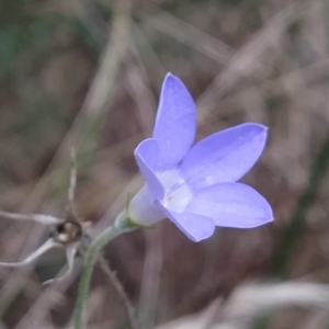 Wahlenbergia sp. at Fadden, ACT - 16 Feb 2023