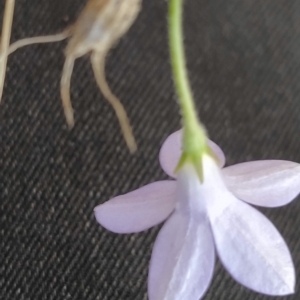 Wahlenbergia sp. at Fadden, ACT - 16 Feb 2023