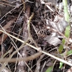 Wahlenbergia sp. at Fadden, ACT - 16 Feb 2023