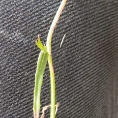 Wahlenbergia sp. at Fadden, ACT - 16 Feb 2023