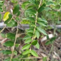 Ligustrum sinense (Narrow-leaf Privet, Chinese Privet) at Fadden, ACT - 14 Feb 2023 by KumikoCallaway