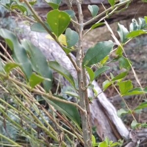 Ligustrum sinense at Fadden, ACT - 14 Feb 2023 03:37 PM