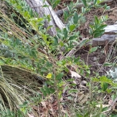 Ligustrum sinense at Fadden, ACT - 14 Feb 2023