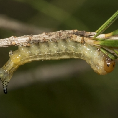 Pergidae sp. (family) (Unidentified Sawfly) at Scullin, ACT - 14 Feb 2023 by AlisonMilton