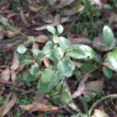 Pittosporum tenuifolium (Kohuhu) at Fadden, ACT - 14 Feb 2023 by KumikoCallaway