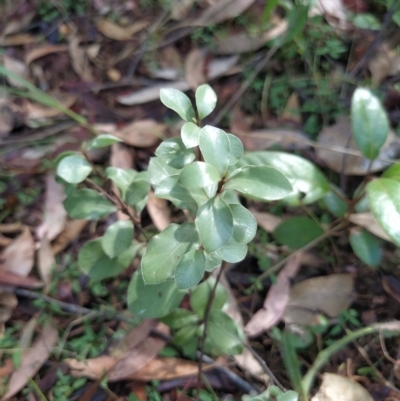 Pittosporum tenuifolium (Kohuhu) at Fadden, ACT - 14 Feb 2023 by KumikoCallaway