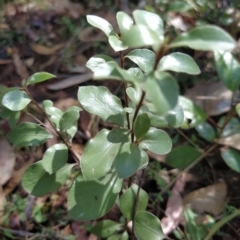 Pittosporum tenuifolium at Fadden, ACT - 14 Feb 2023 03:41 PM