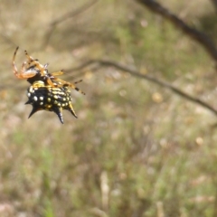 Austracantha minax (Christmas Spider, Jewel Spider) at Isaacs Ridge and Nearby - 14 Feb 2023 by Mike