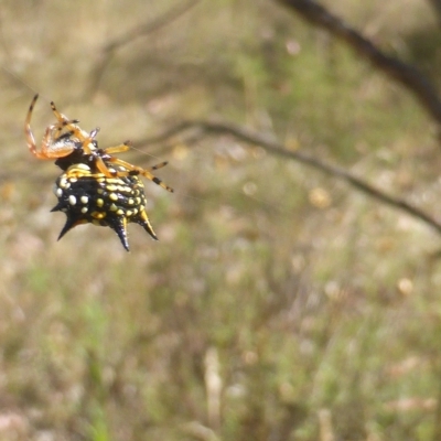 Austracantha minax (Christmas Spider, Jewel Spider) at Isaacs Ridge and Nearby - 14 Feb 2023 by Mike