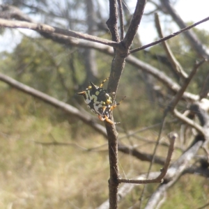 Austracantha minax at Jerrabomberra, ACT - 14 Feb 2023 04:11 PM