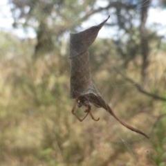 Phonognatha graeffei (Leaf Curling Spider) at Isaacs Ridge and Nearby - 1 Jul 2003 by Mike