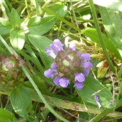 Prunella vulgaris (Self-heal, Heal All) at Isaacs Ridge and Nearby - 1 Jul 2003 by Mike