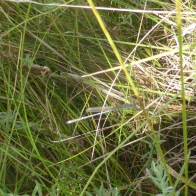 Austrolestes sp. (genus) (Ringtail damselfy) at Jerrabomberra, ACT - 1 Jul 2003 by Mike