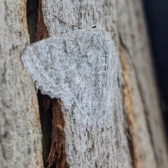 Crypsiphona ocultaria (Red-lined Looper Moth) at Lions Youth Haven - Westwood Farm A.C.T. - 12 Feb 2023 by HelenCross