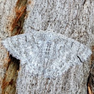 Crypsiphona ocultaria at Kambah, ACT - 13 Feb 2023