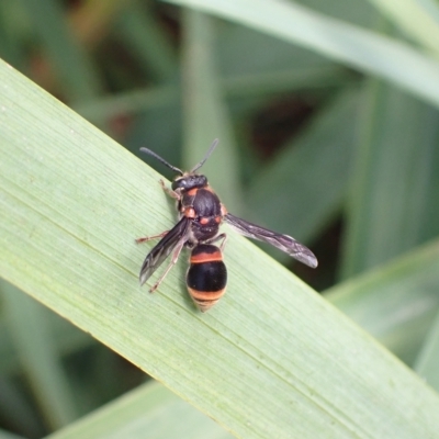 Paralastor sp. (genus) (Potter Wasp) at Murrumbateman, NSW - 14 Feb 2023 by SimoneC
