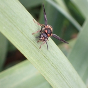 Paralastor sp. (genus) at Murrumbateman, NSW - 14 Feb 2023