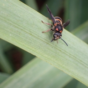 Paralastor sp. (genus) at Murrumbateman, NSW - 14 Feb 2023