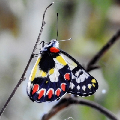 Delias aganippe (Spotted Jezebel) at Stromlo, ACT - 14 Feb 2023 by HelenCross