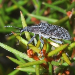 Pachyura australis (Belid weevil) at Wilsons Valley, NSW - 8 Feb 2023 by Harrisi