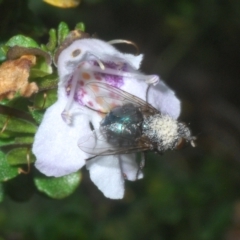 Calliphoridae (family) (Unidentified blowfly) at Smiggin Holes, NSW - 8 Feb 2023 by Harrisi