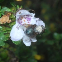 Calliphoridae (family) at Smiggin Holes, NSW - 8 Feb 2023