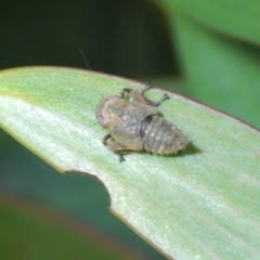 Cicadellidae (family) (Unidentified leafhopper) at Kosciuszko National Park - 8 Feb 2023 by Harrisi