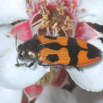 Castiarina delectabilis (A jewel beetle) at Wilsons Valley, NSW - 8 Feb 2023 by Harrisi