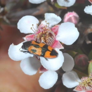 Castiarina delectabilis at Wilsons Valley, NSW - 8 Feb 2023