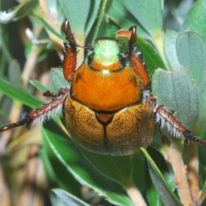 Anoplognathus sp. (genus) at Burrungubugge, NSW - 8 Feb 2023