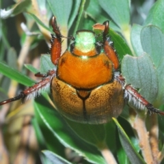 Anoplognathus sp. (genus) (Unidentified Christmas beetle) at Burrungubugge, NSW - 8 Feb 2023 by Harrisi
