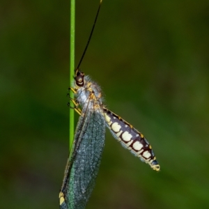 Suhpalacsa sp. (genus) at Penrose, NSW - suppressed