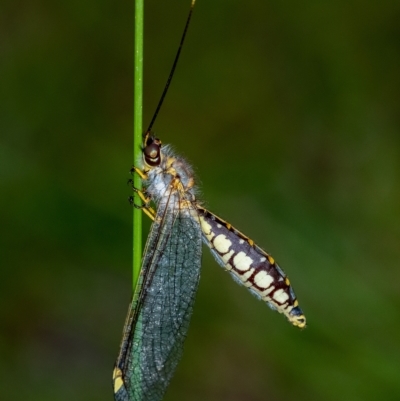 Suhpalacsa sp. (genus) (Owlfly) at Penrose - 13 Feb 2023 by Aussiegall