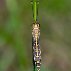 Suhpalacsa sp. (genus) at Penrose, NSW - 13 Feb 2023