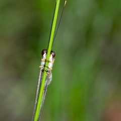 Suhpalacsa sp. (genus) at Penrose, NSW - suppressed