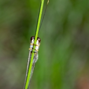 Suhpalacsa sp. (genus) at Penrose, NSW - 13 Feb 2023