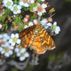 Chrysolarentia chrysocyma at Wilsons Valley, NSW - 8 Feb 2023