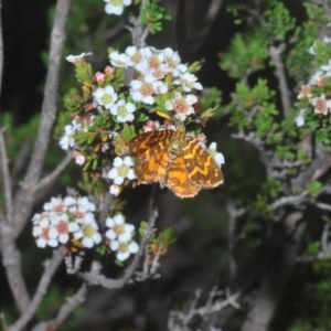 Chrysolarentia chrysocyma at Wilsons Valley, NSW - 8 Feb 2023