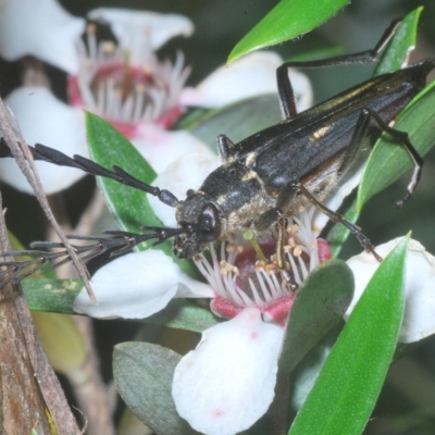 Distichocera fuliginosa (Longhorn or Longicorn beetle) at Kosciuszko National Park, NSW - 8 Feb 2023 by Harrisi