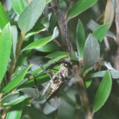 Distichocera fuliginosa at Kosciuszko National Park, NSW - 8 Feb 2023