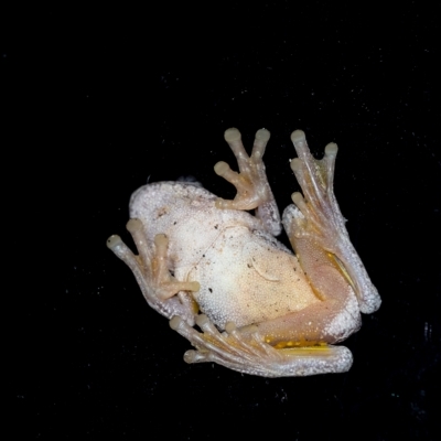 Litoria peronii (Peron's Tree Frog, Emerald Spotted Tree Frog) at Wingecarribee Local Government Area - 12 Feb 2023 by Aussiegall