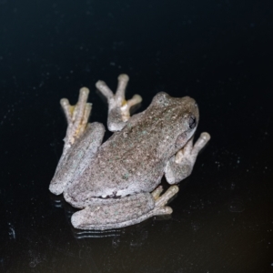 Litoria peronii at Penrose, NSW - 12 Feb 2023