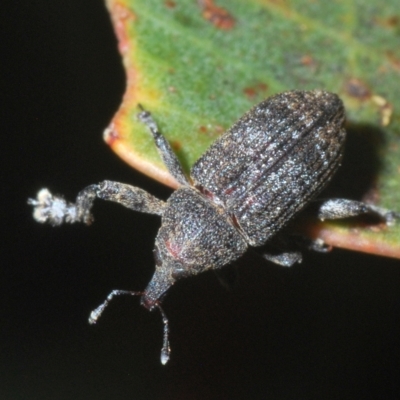 Parorthorhinus aethiops (A weevil) at Kosciuszko National Park - 8 Feb 2023 by Harrisi