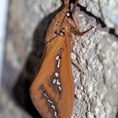 Abantiades hyalinatus (Mustard Ghost Moth) at Penrose, NSW - 12 Feb 2023 by Aussiegall